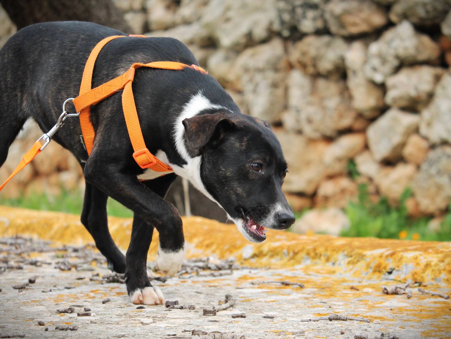 Adotta un cane, taglia media, femmina, Lecce