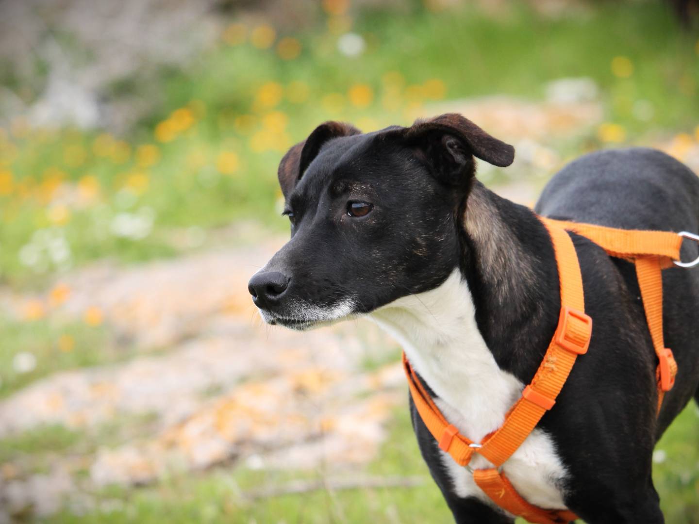 Vuoi adottare un cane a Lecce?