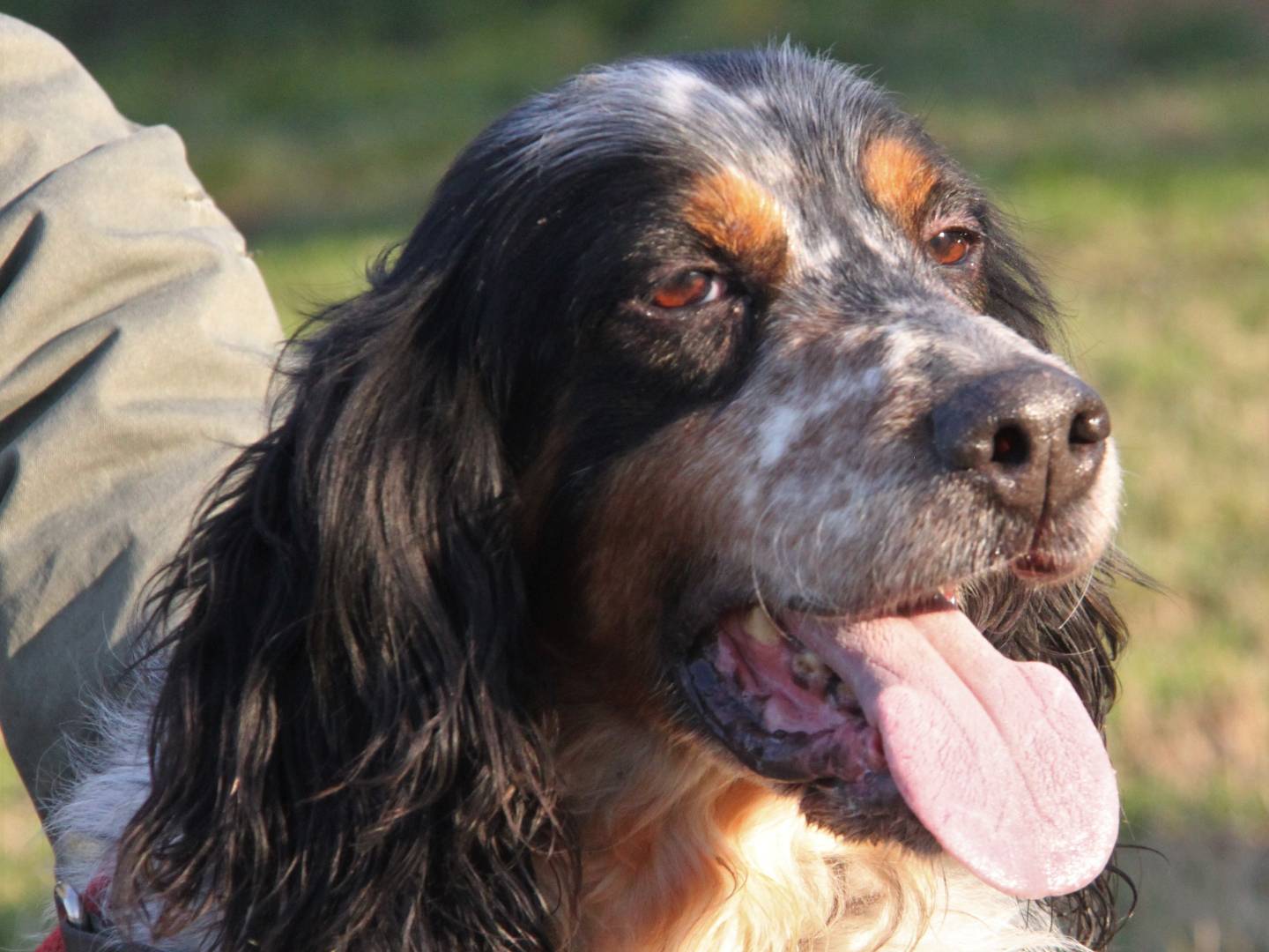 Adozione cane, maschio, Setter Inglese, 12 anni e 10 mesi, taglia media, Milano