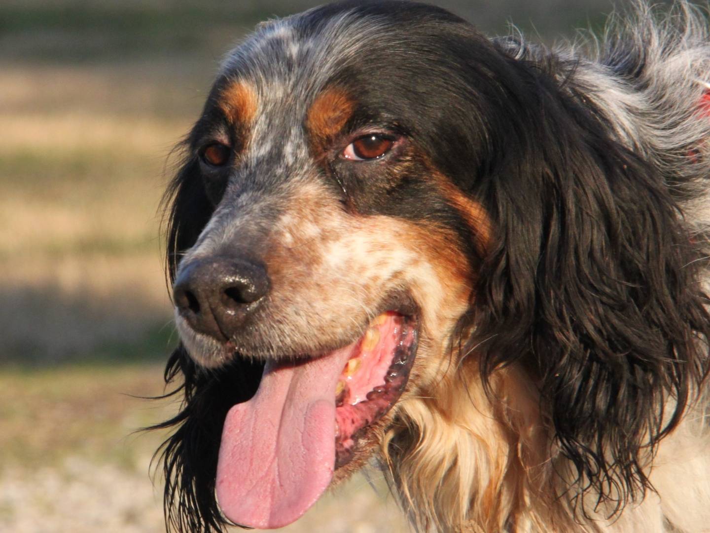 Adotta un cane, maschio, 12 anni e 10 mesi, Milano