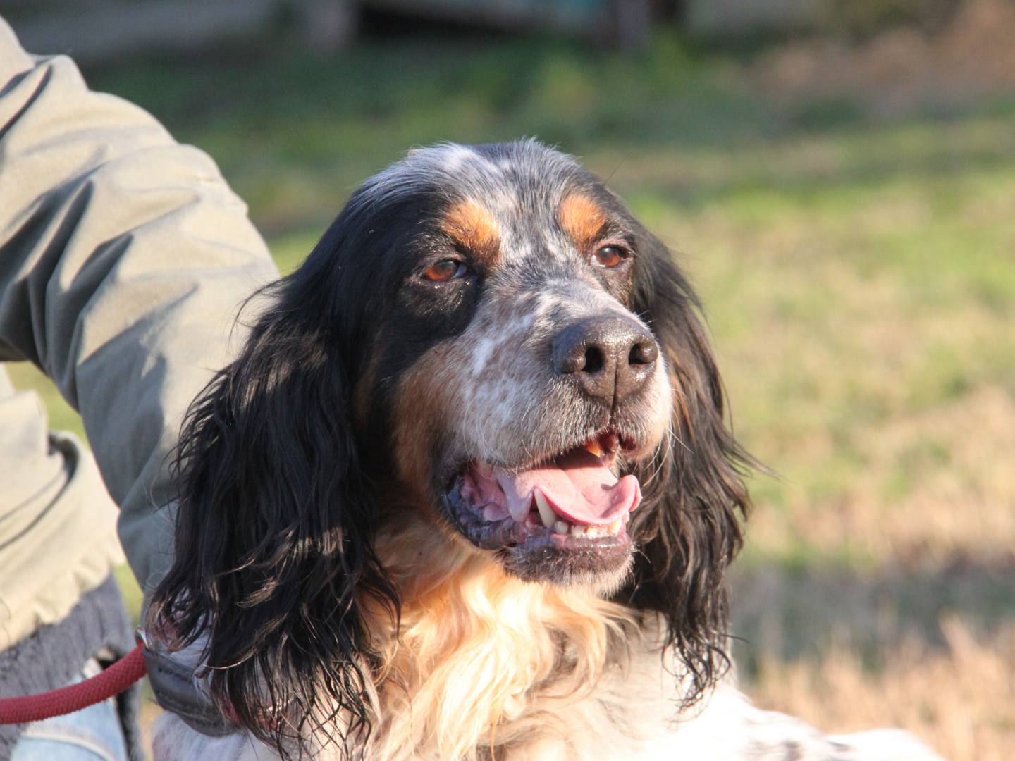 Vuoi adottare un cane a Milano?