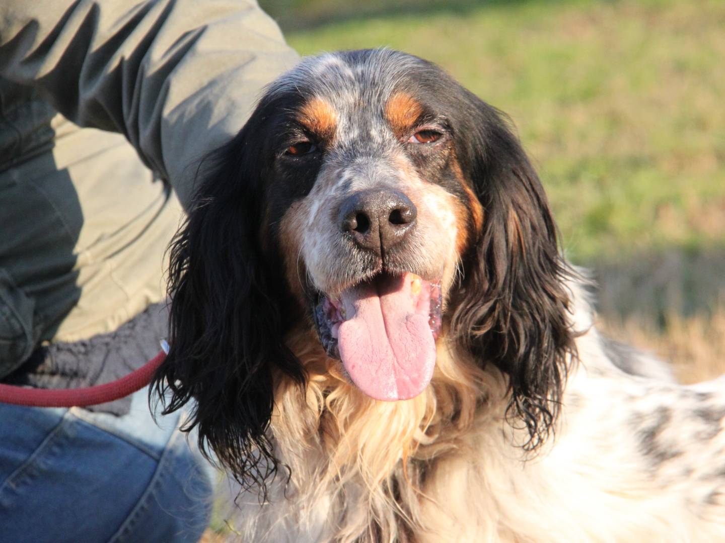 Adotta il cane TELL a Milano