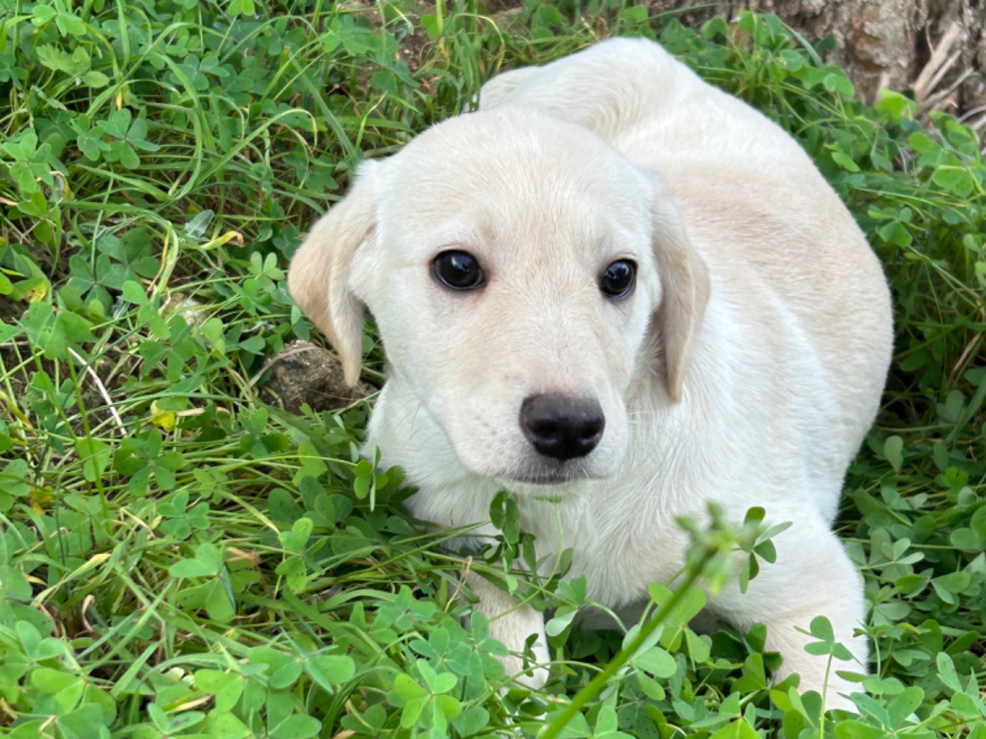 Adozione cane, femmina, Labrador Retriever, 2 anni e 2 mesi, taglia media, Catanzaro