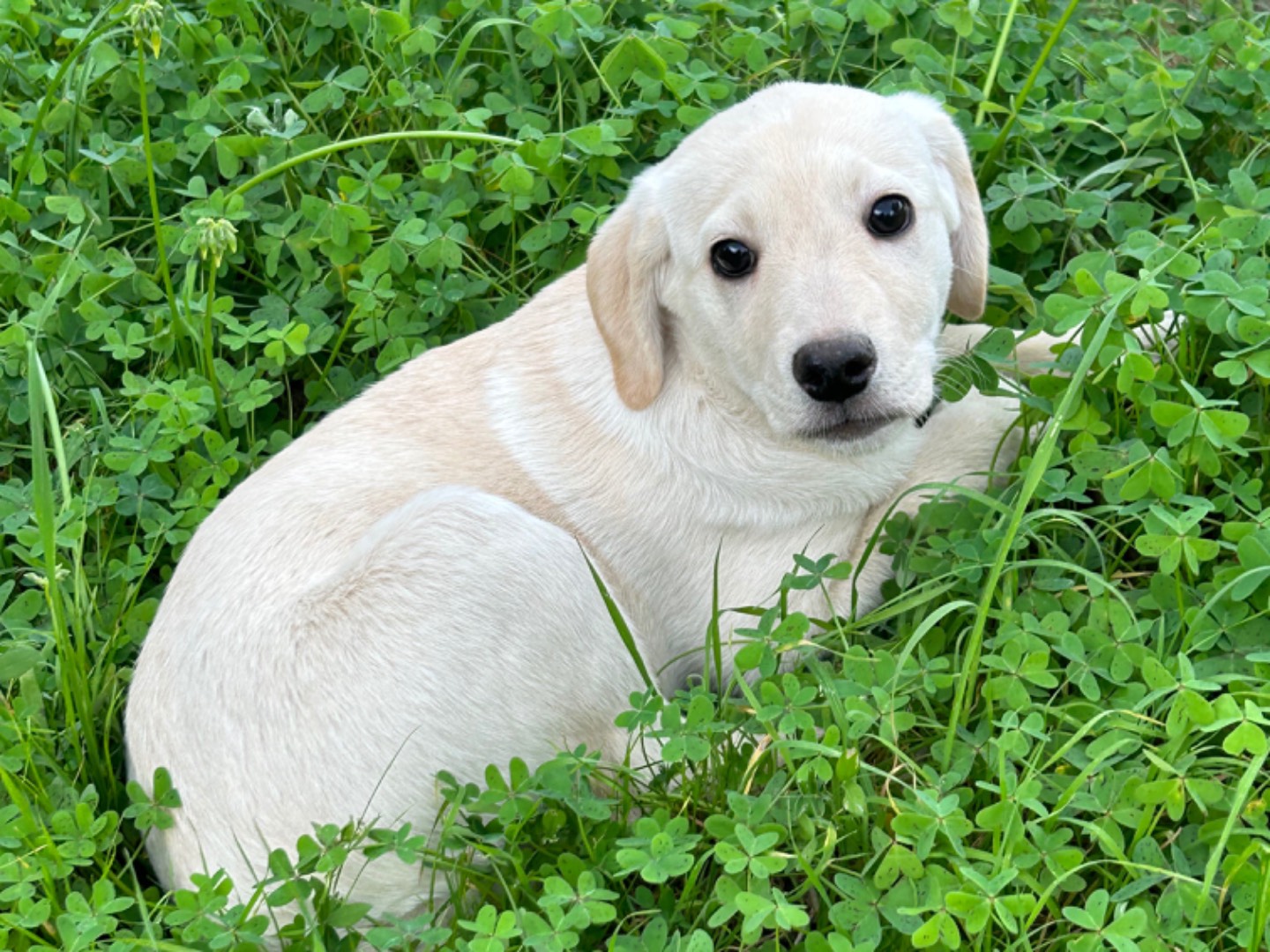 Adotta un cane, taglia media, femmina, Catanzaro