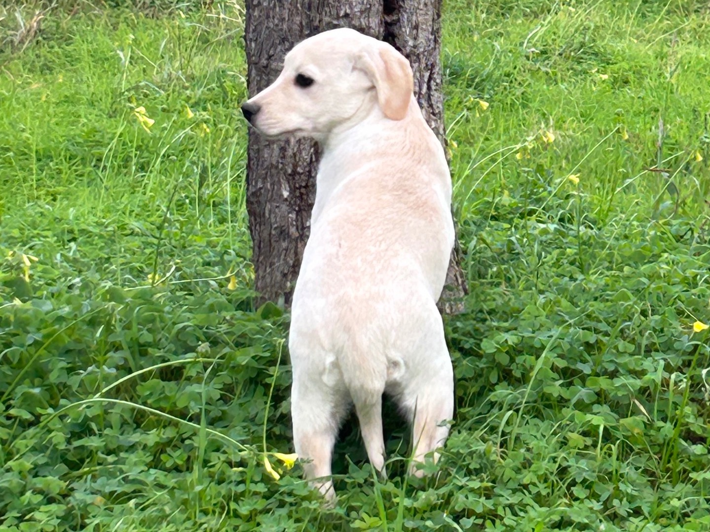 Vuoi adottare un cane a Catanzaro?