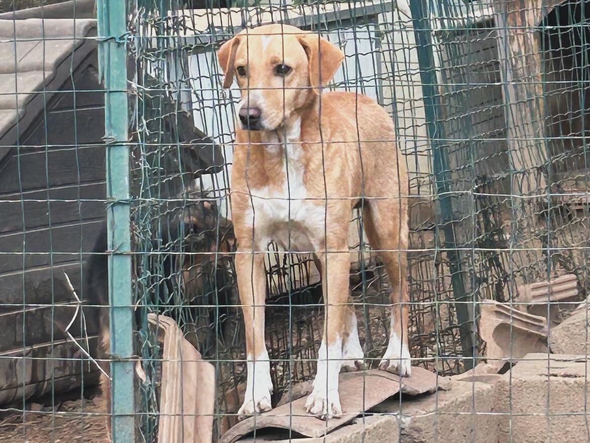 Adozione cane, maschio, meticcio, 5 anni  e 10 mesi , taglia media, Catanzaro