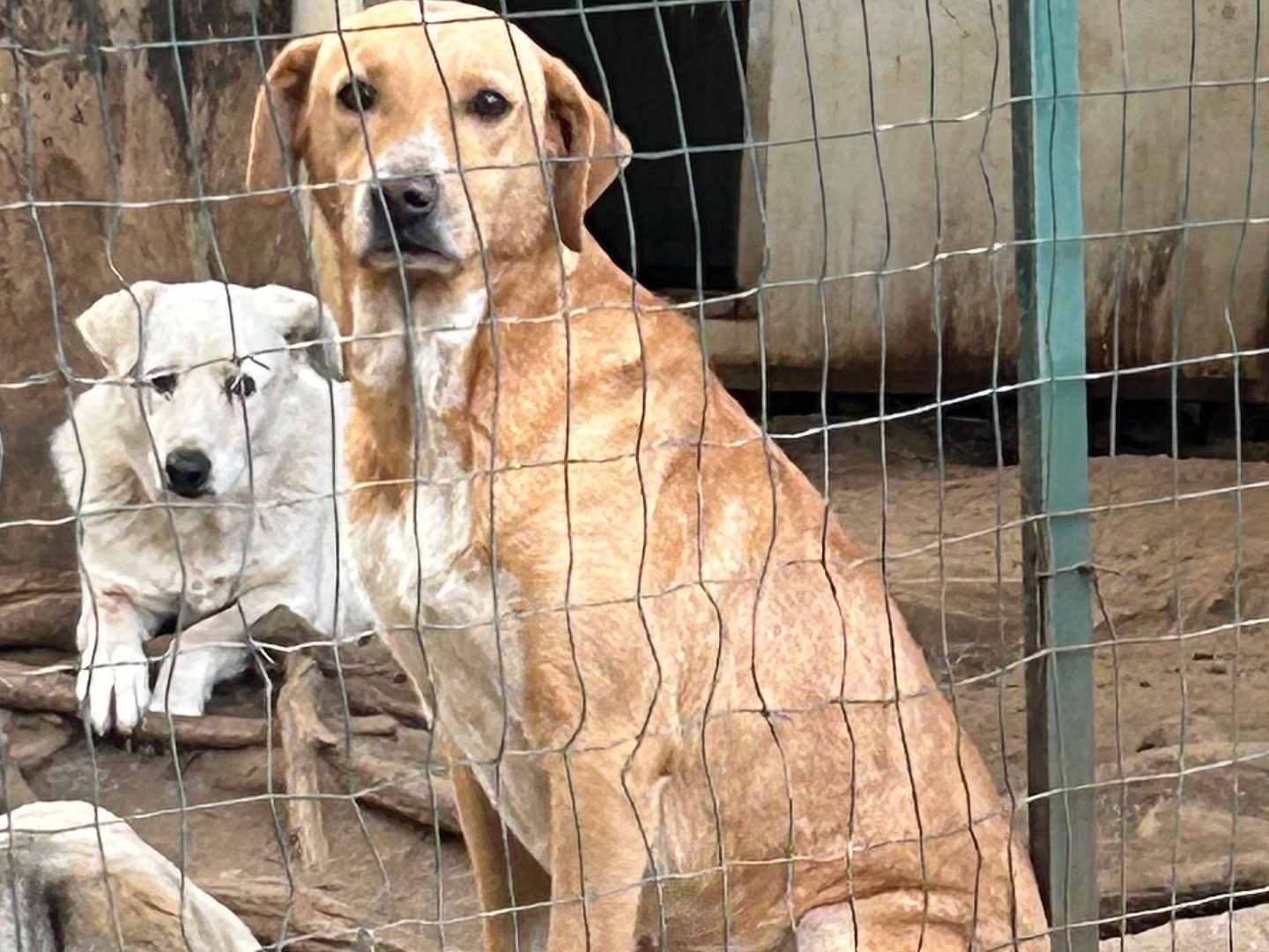 Adotta un cane, taglia media, maschio, Catanzaro