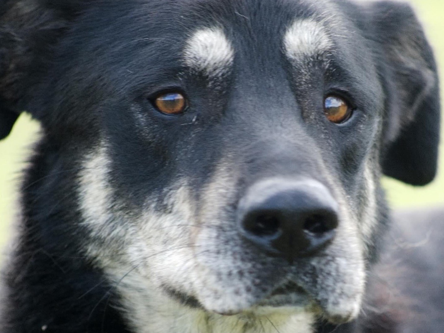 Foto dell'animale