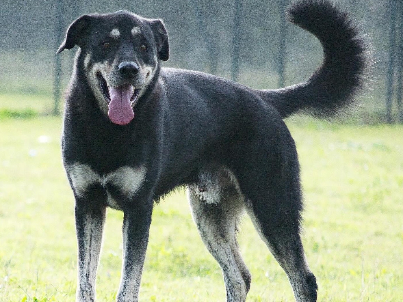 Vuoi adottare un cane a Roma?
