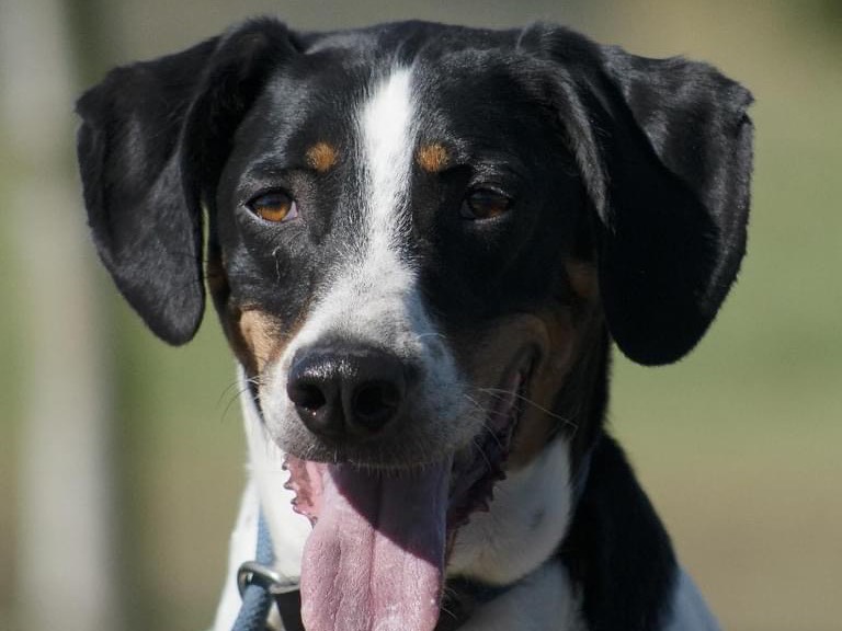 Adozione cane, maschio, Segugio, 5 anni e 7 mesi, taglia media, Roma