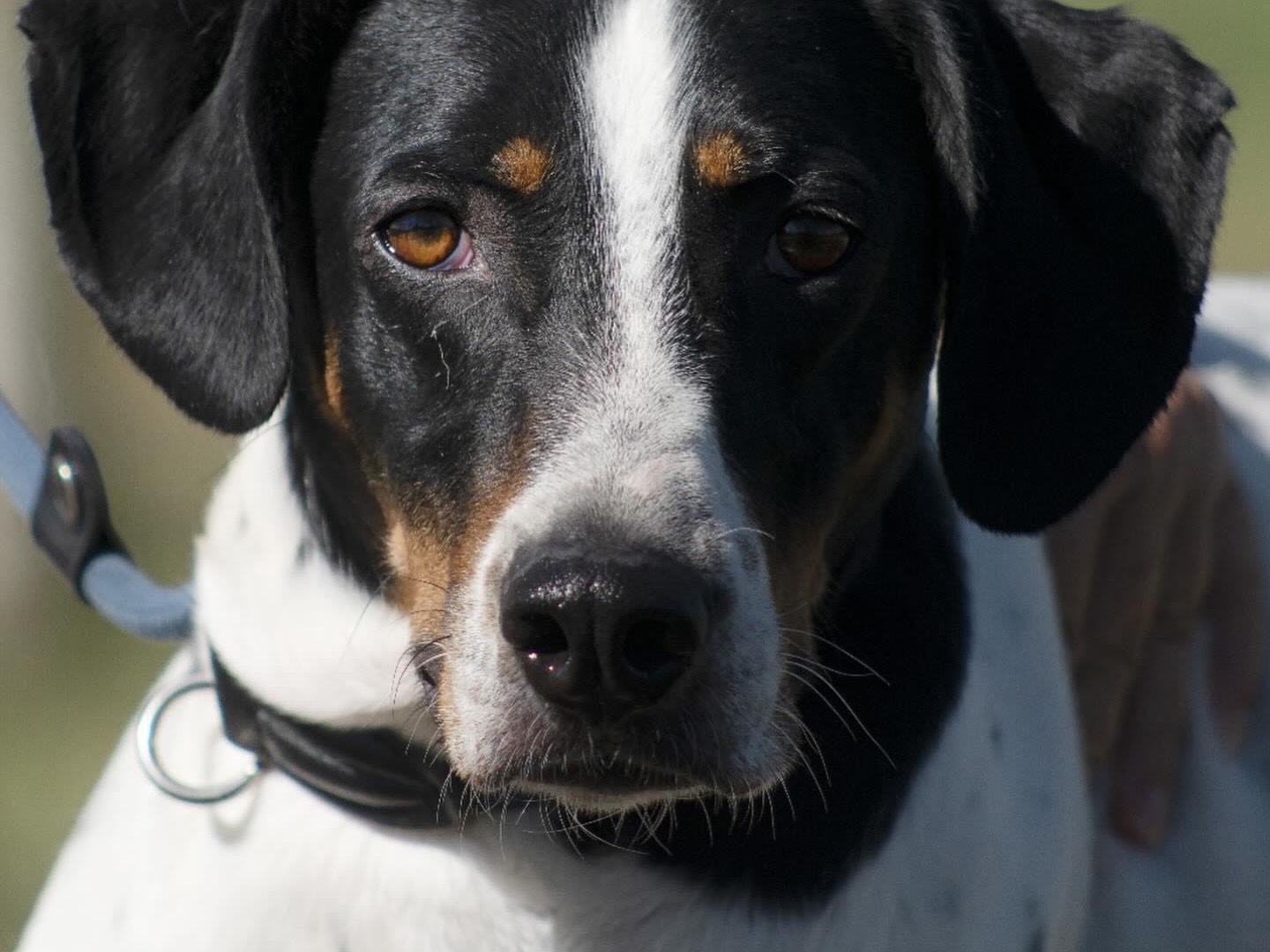 Adotta un cane, maschio, 5 anni e 7 mesi, Roma