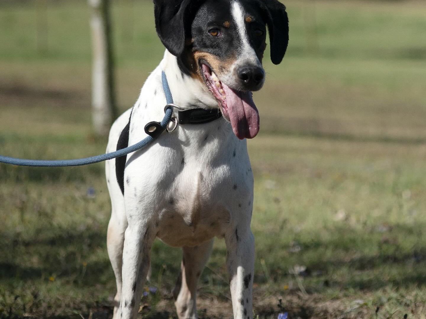 Adotta un cane, taglia media, maschio, Roma