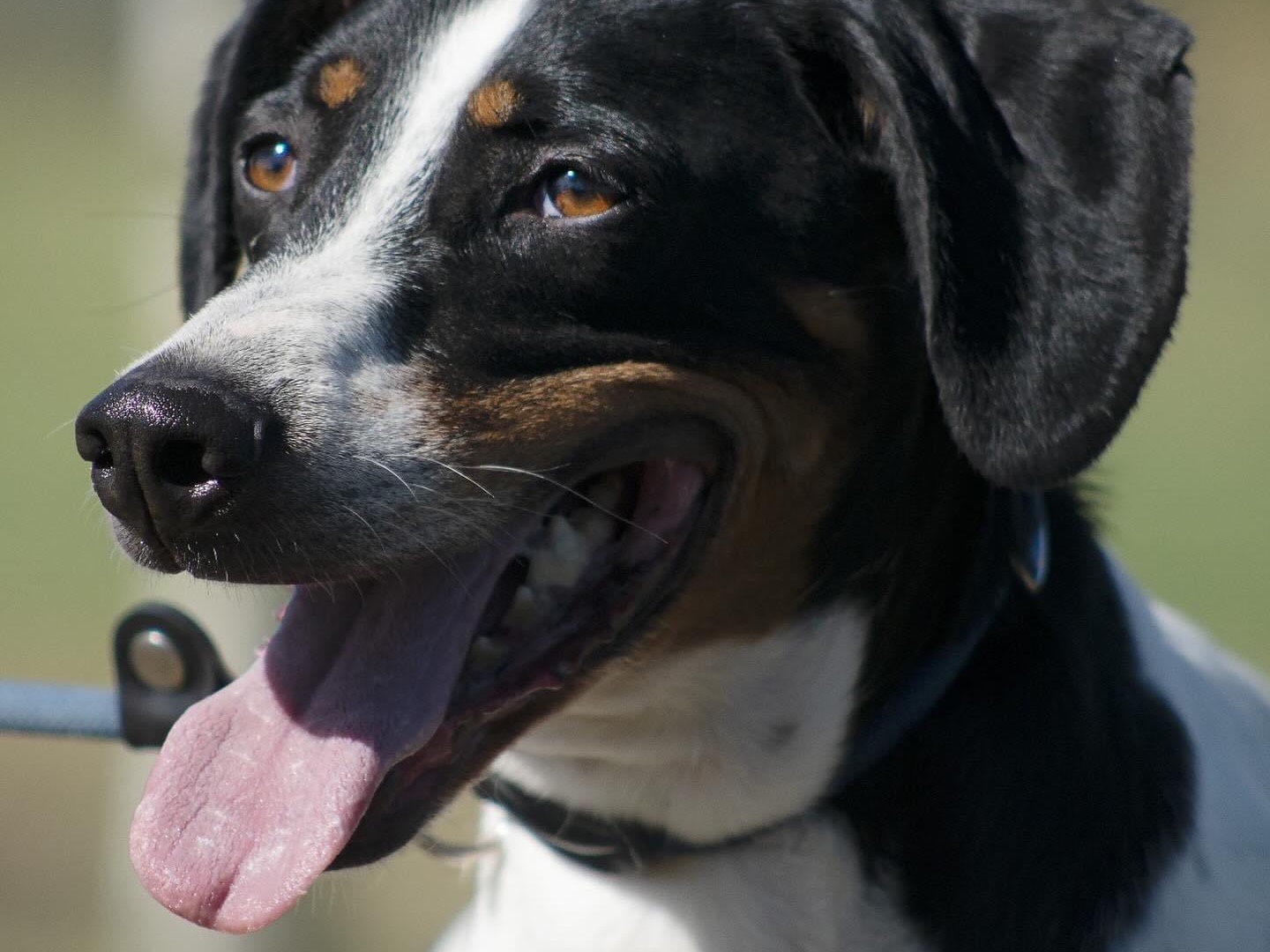 Vuoi adottare un cane a Roma?