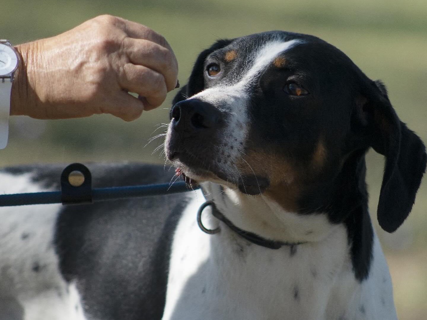 Adotta il cane Egeo a Roma