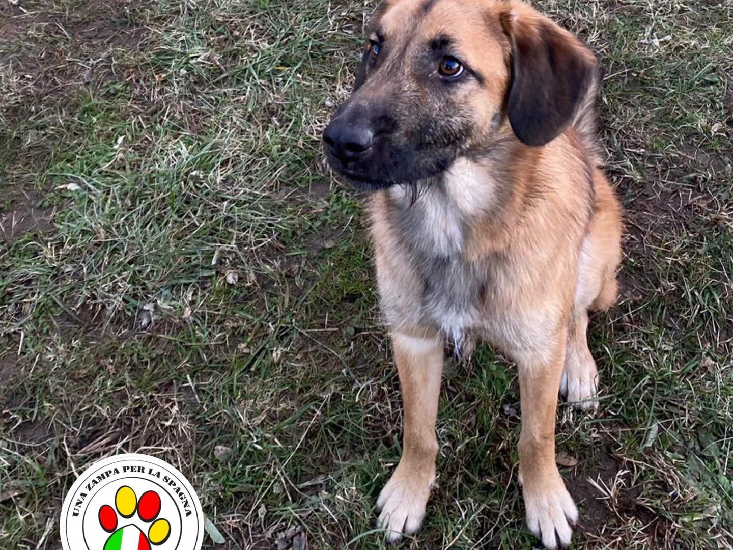 Adozione cane, maschio, meticcio, 2 anni e 8 mesi, taglia media, Lecco