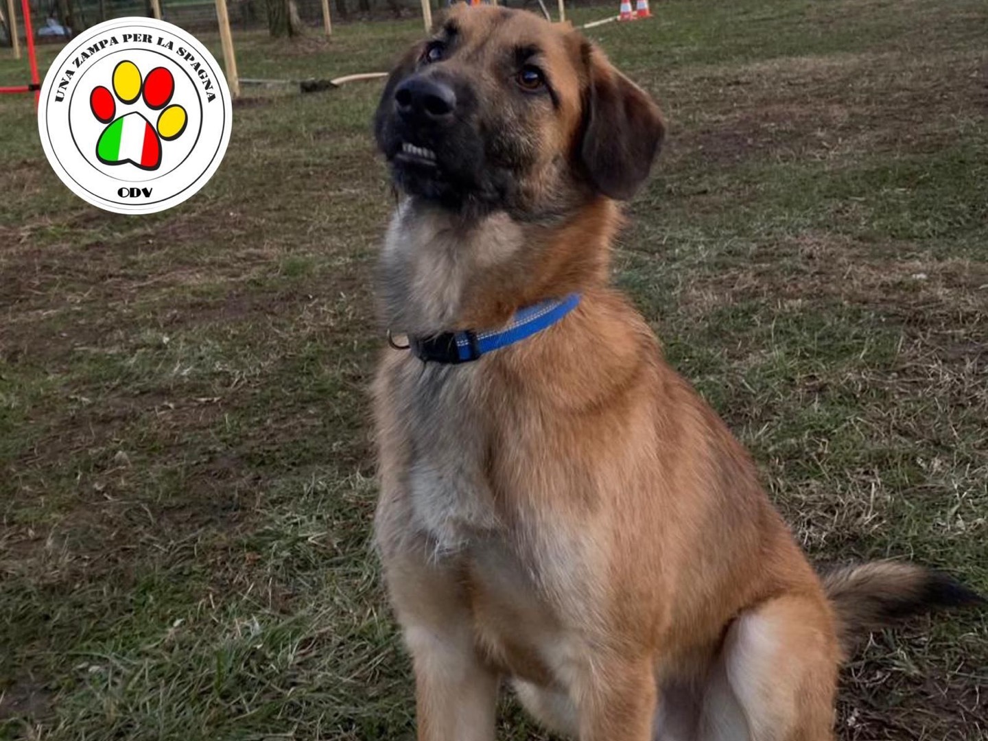 Adotta un cane, maschio, 2 anni e 8 mesi, Lecco