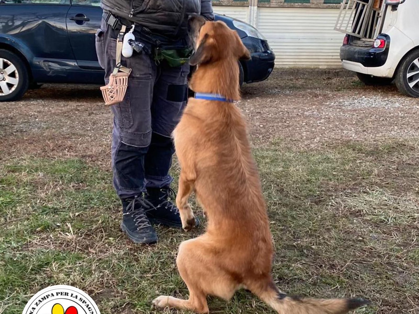 Adotta un cane, taglia media, maschio, Lecco