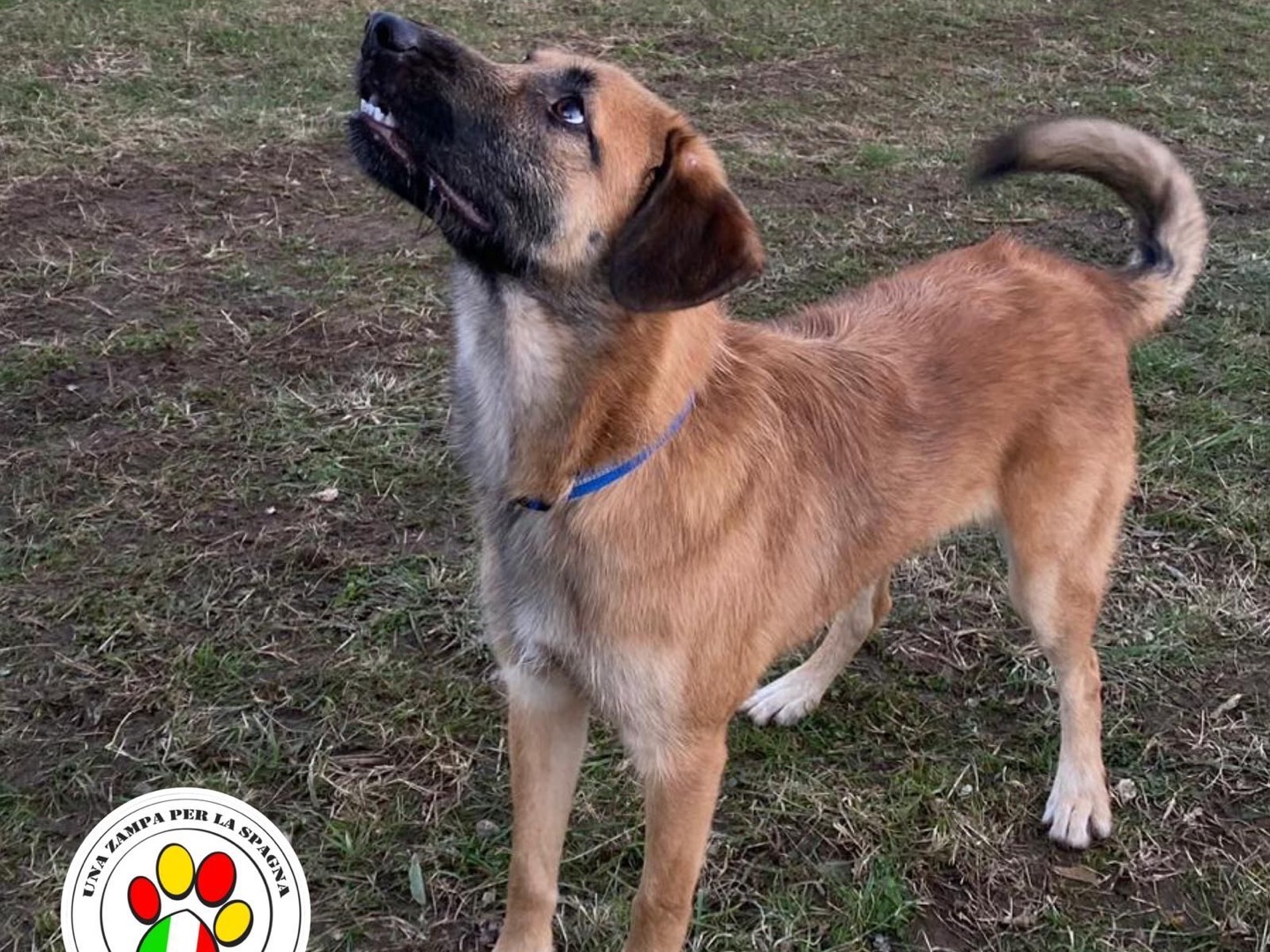 Vuoi adottare un cane a Lecco?