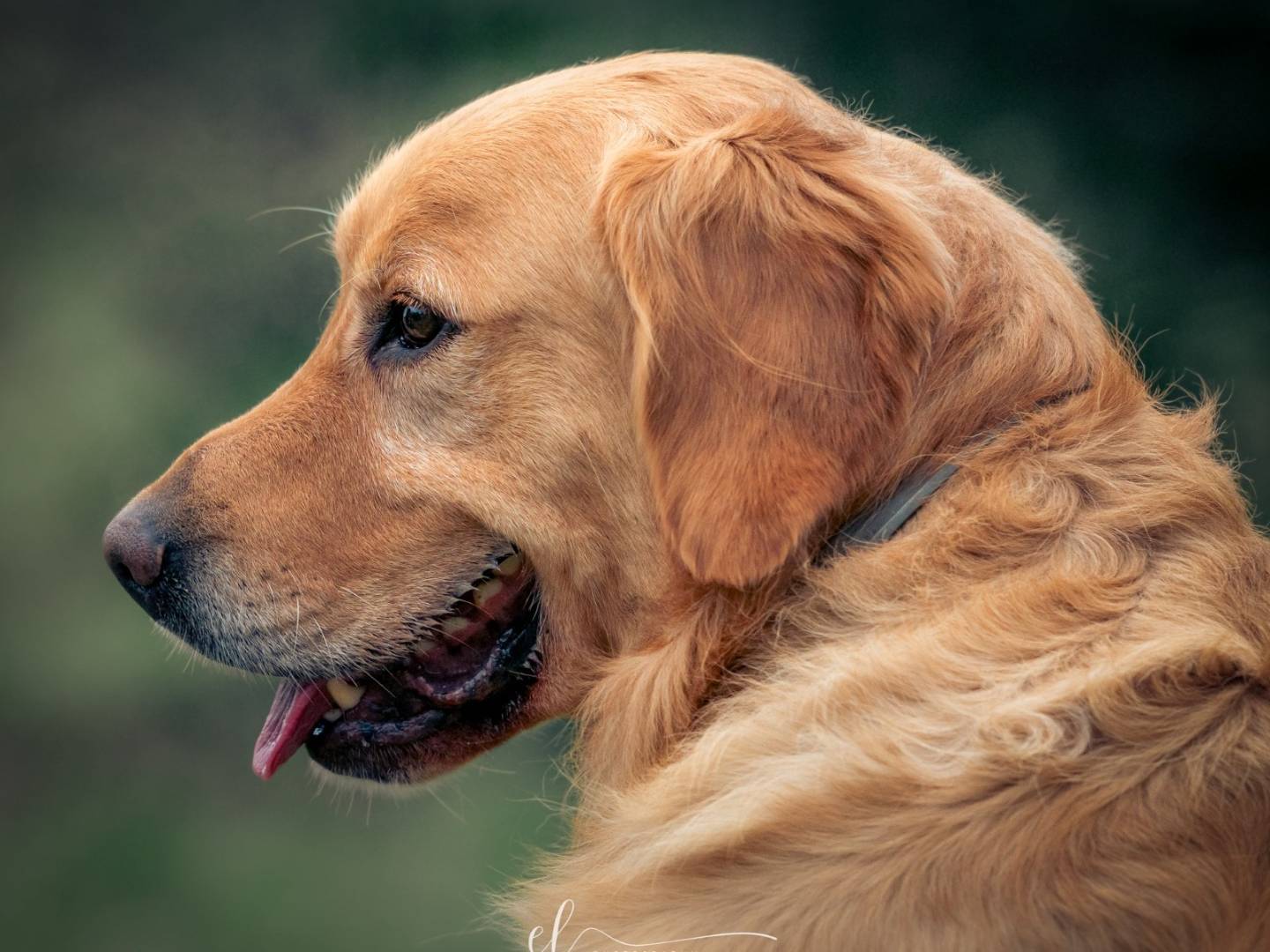 Adozione cane, maschio, Golden Retriever, 5 anni e 10 mesi, taglia grande, Milano