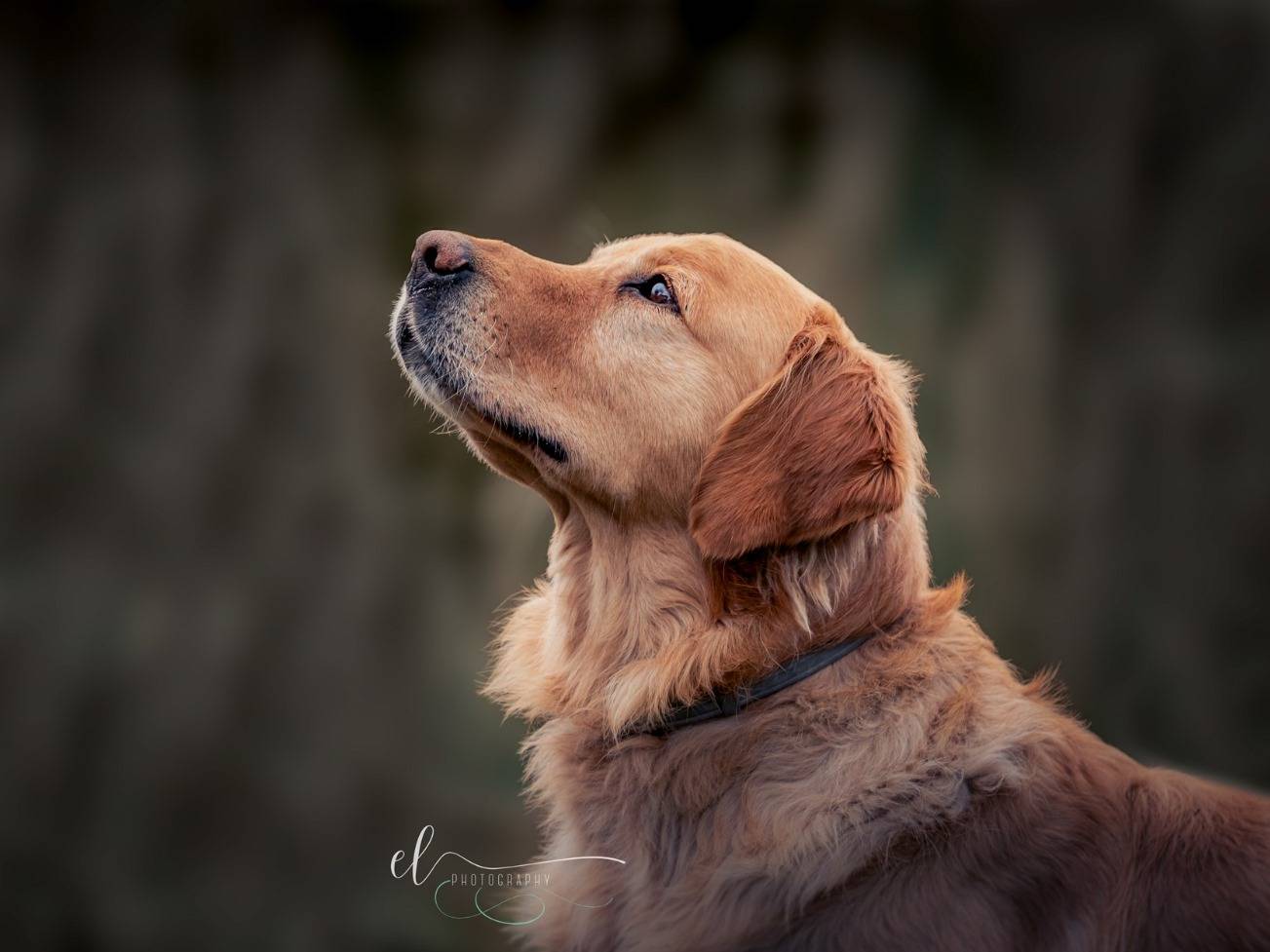 Adotta un cane, maschio, 5 anni e 10 mesi, Milano