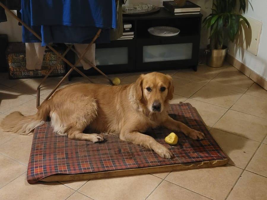 Adotta un cane, taglia grande, maschio, Milano