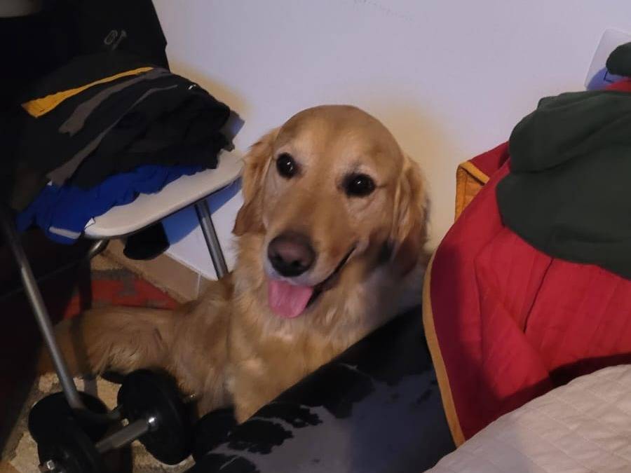 Vuoi adottare un cane a Milano?