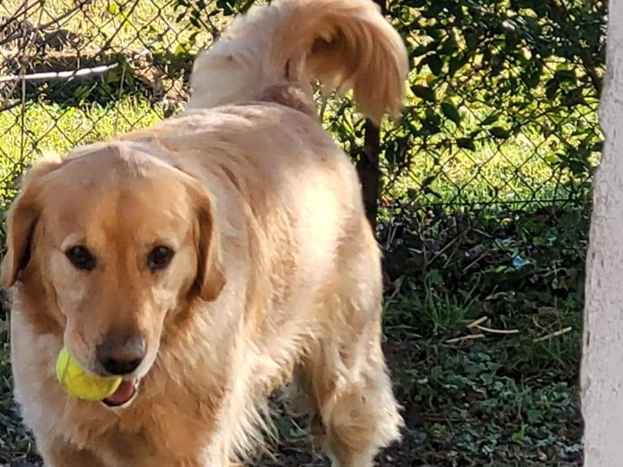 Adotta il cane Buddy a Milano