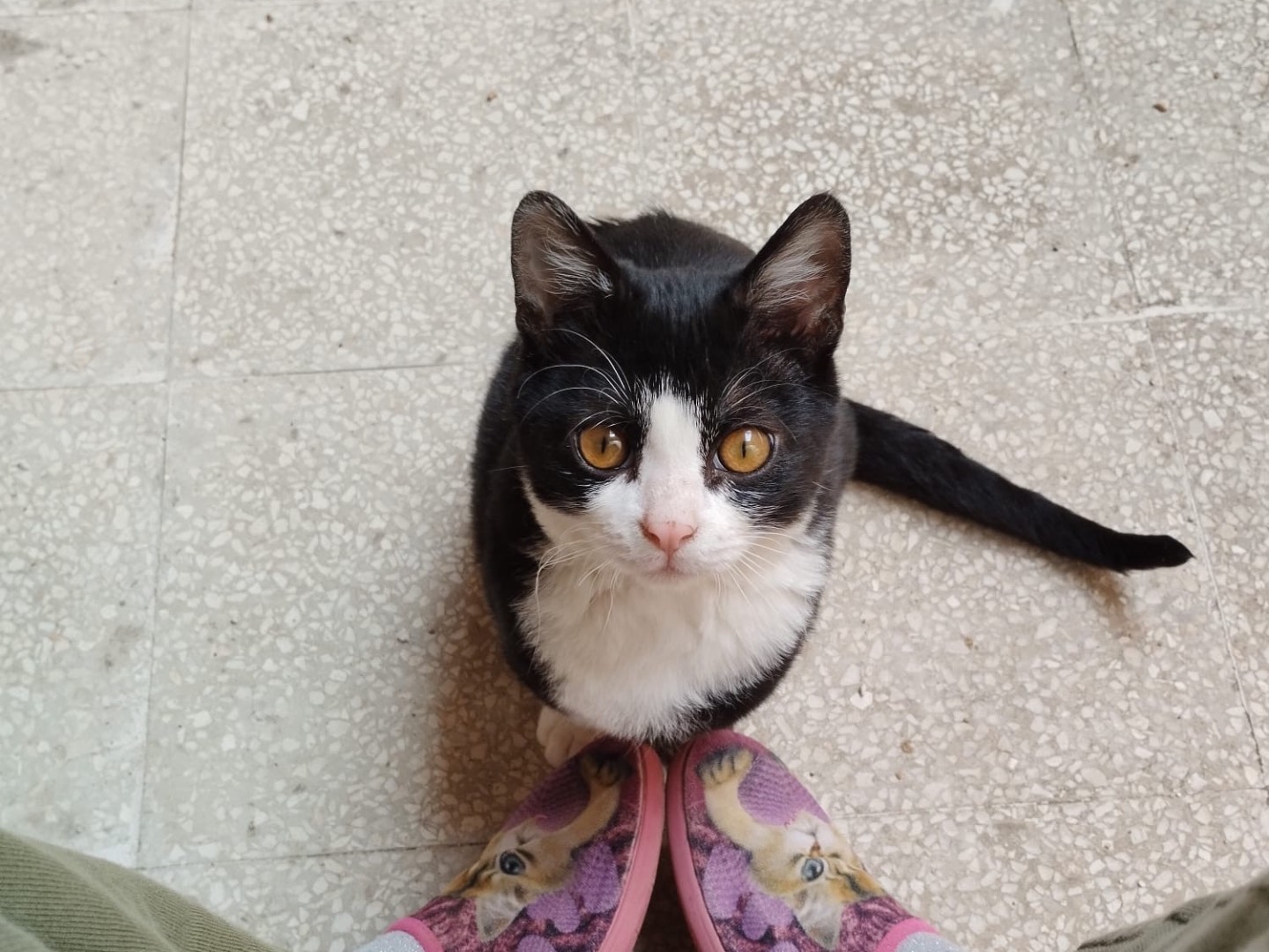Adozione gatto, maschio, meticcio, 2 anni e 3 mesi, taglia non valida, Roma