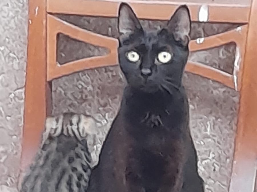 Adotta un gatto, maschio, 2 anni e 3 mesi, Roma
