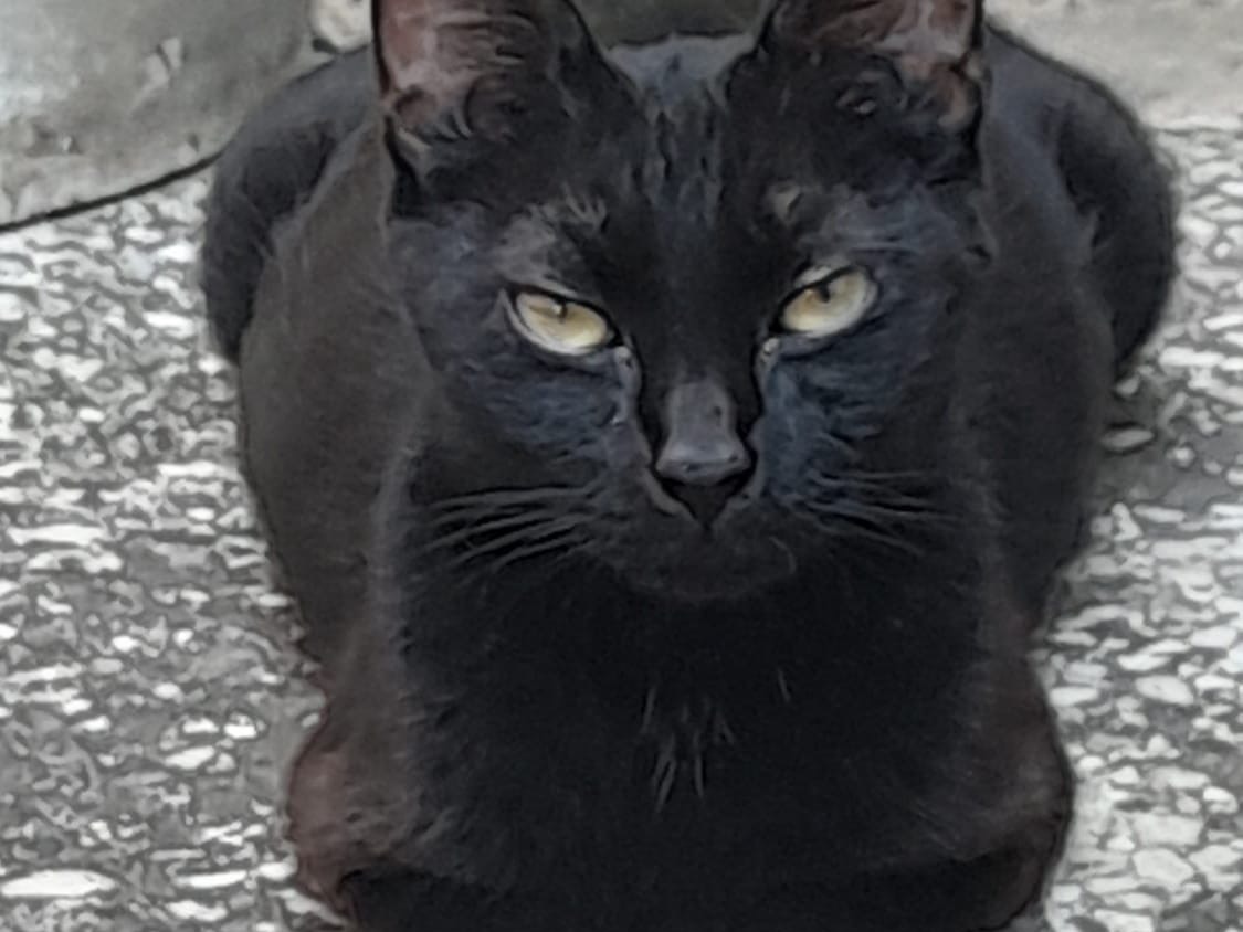 Adotta un gatto, taglia non valida, maschio, Roma