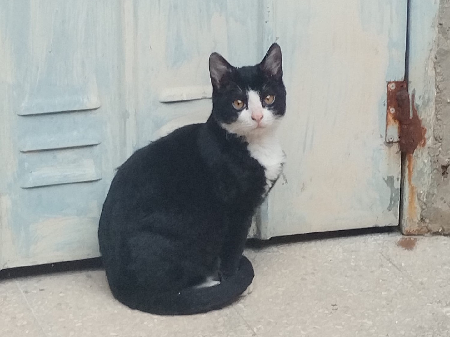 Vuoi adottare un gatto a Roma?