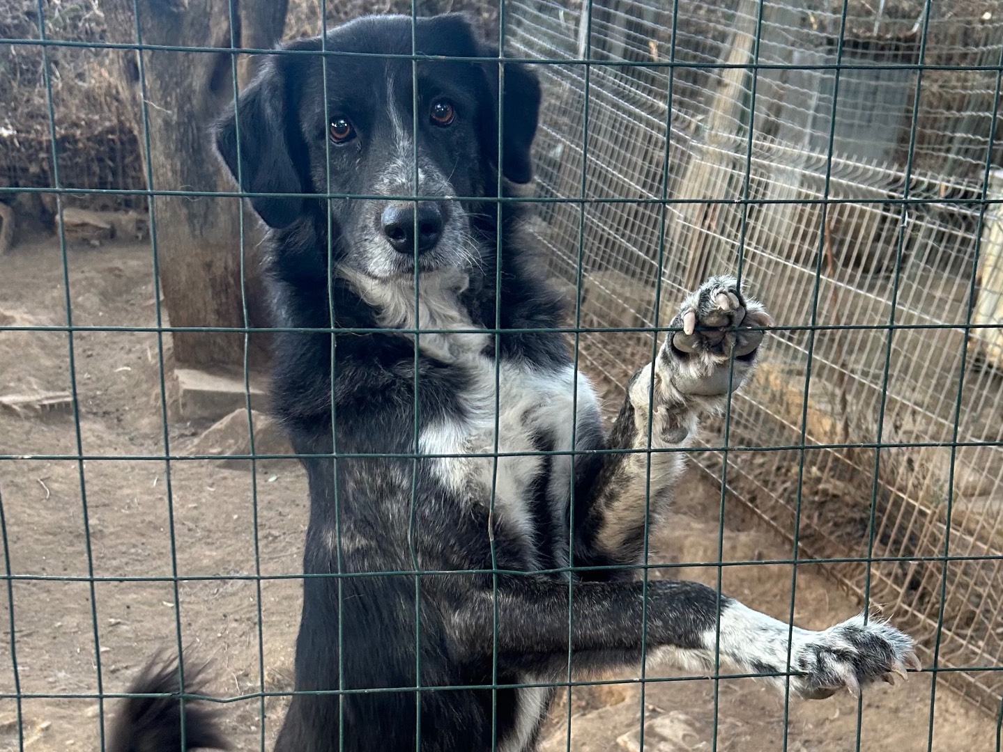 Adotta un cane, maschio, 5 anni  e 2 mesi , Catanzaro