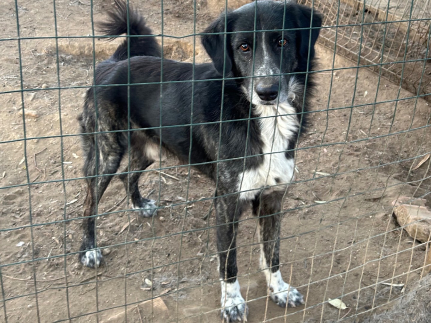 Adotta un cane, taglia media, maschio, Catanzaro