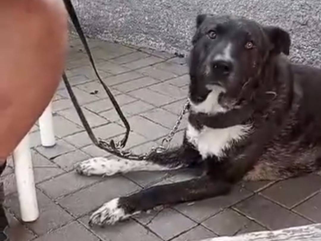 Adotta un cane, maschio, 3 anni  e 2 mesi , Savona