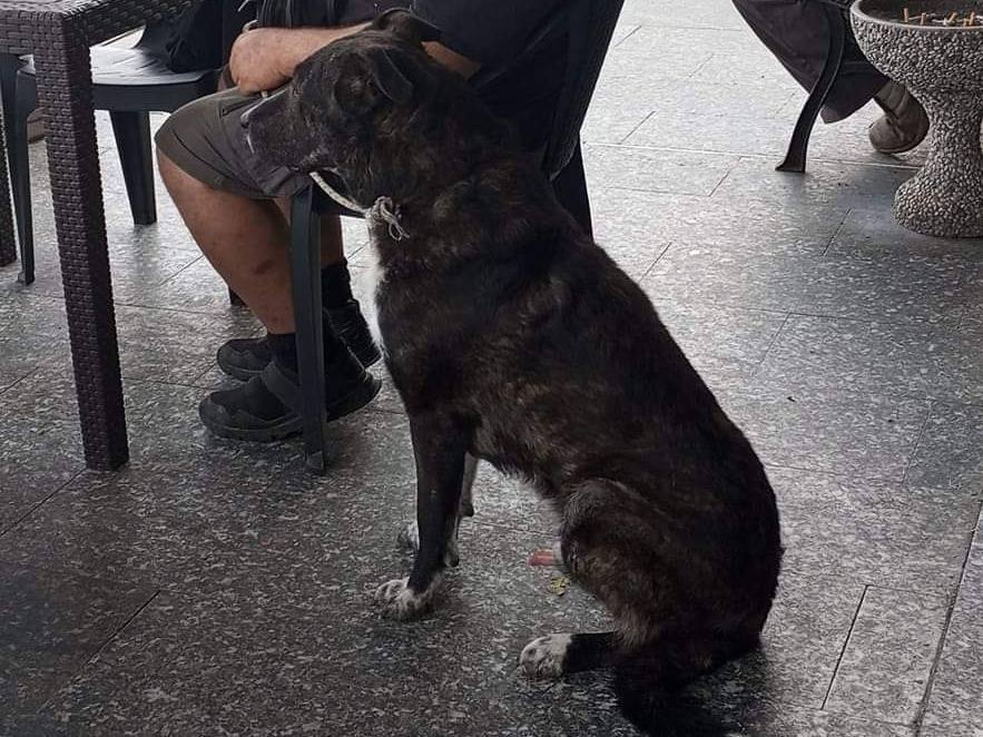 Adotta un cane, taglia media, maschio, Savona