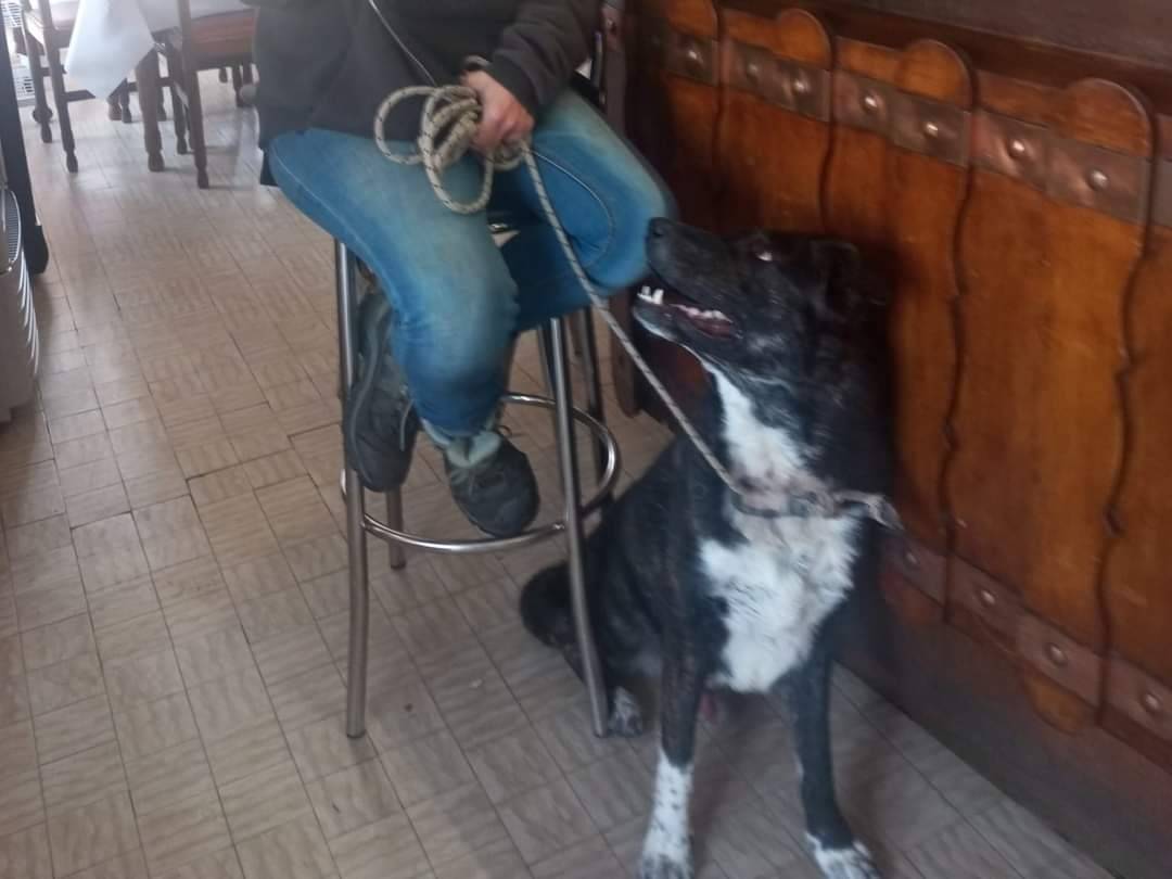 Adotta un cane, taglia media, maschio, Savona