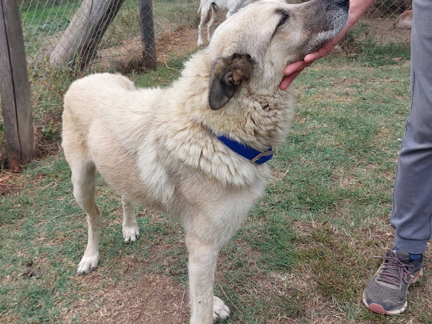 Vuoi adottare un cane a Viterbo?