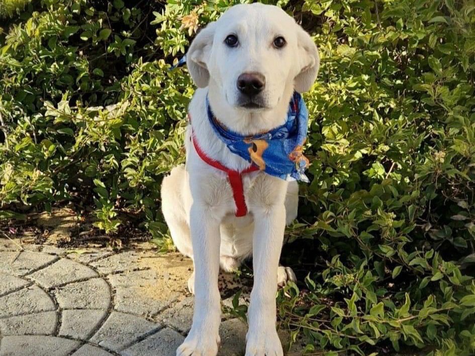 Adozione cane, maschio, Labrador Retriever, 2 anni e 4 mesi, taglia media, Catanzaro