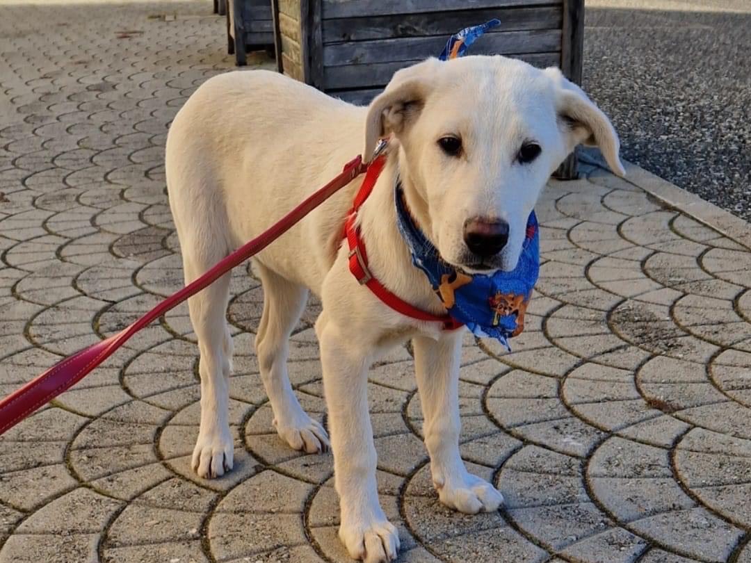 Adotta un cane, maschio, 2 anni e 4 mesi, Catanzaro