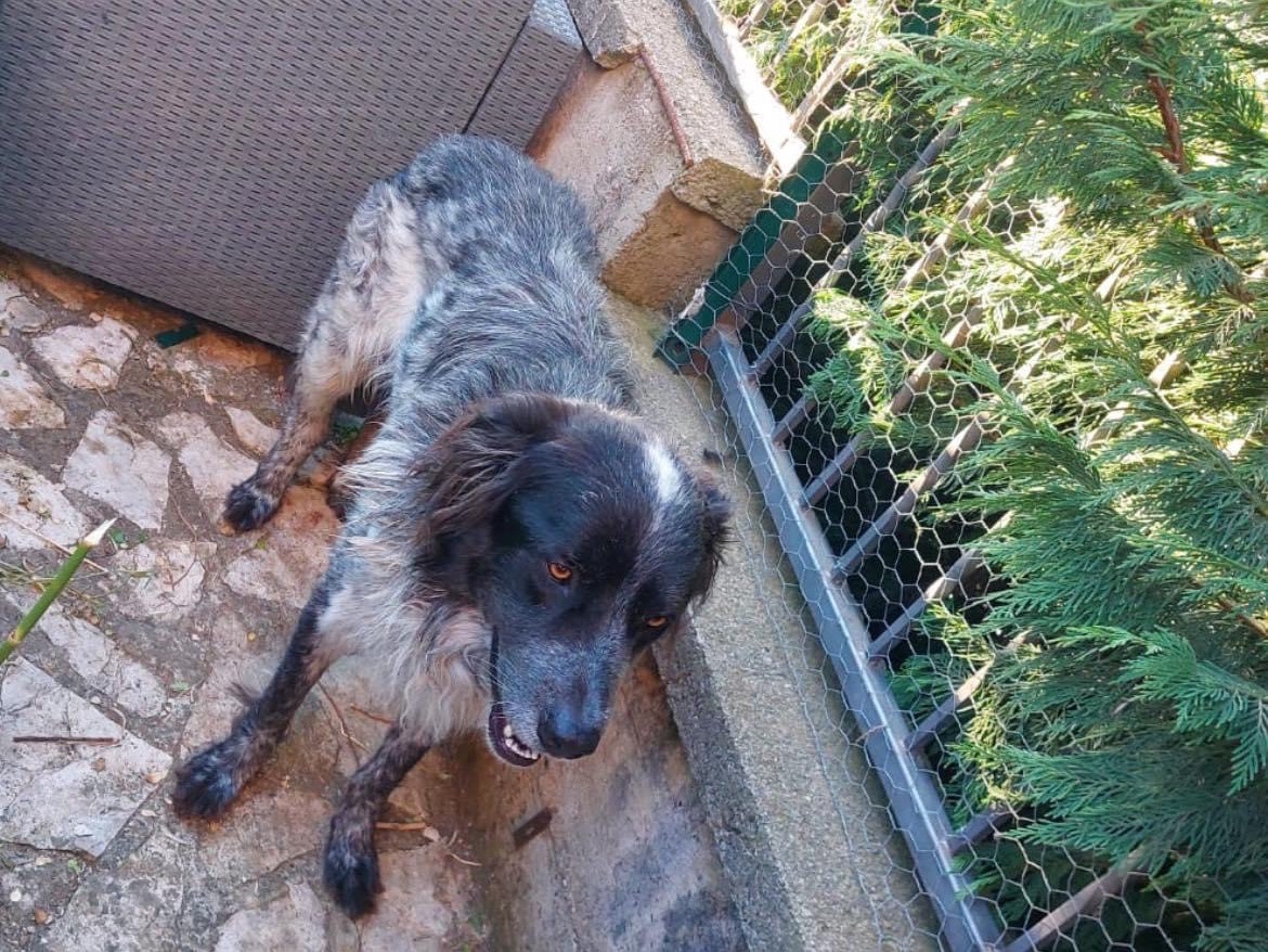 Adotta un cane, maschio, 3 anni  e 7 mesi , Catanzaro