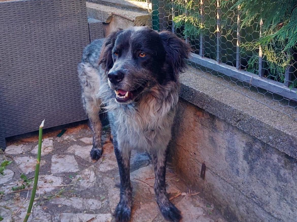 Adotta un cane, taglia media, maschio, Catanzaro