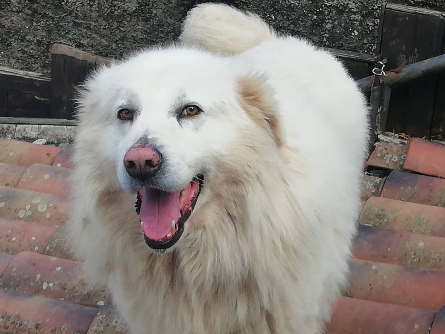 Adotta un cane, maschio, 7 anni  e 1 mese, Salerno
