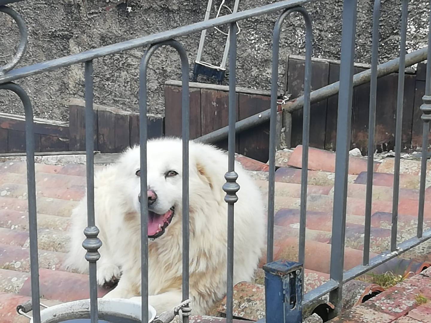Adotta un cane, taglia gigante, maschio, Salerno