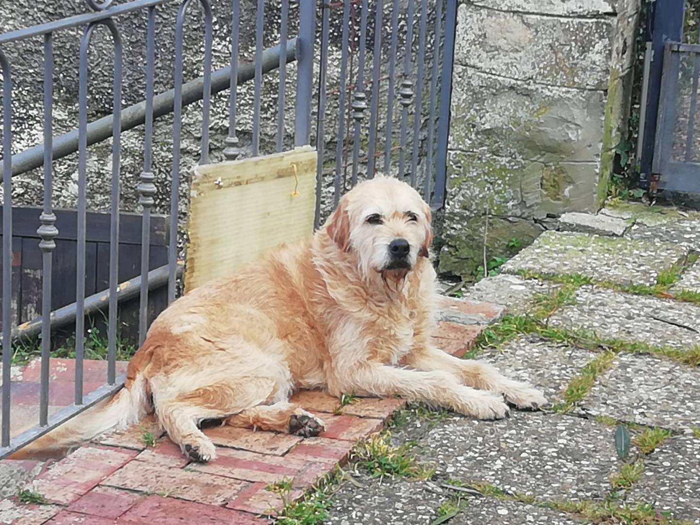 Adotta un cane, maschio, 10 anni  e 10 mesi , Salerno