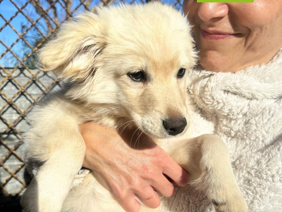 Adozione cane, femmina, meticcio, 2 anni e 1 mese, taglia media contenuta, Milano
