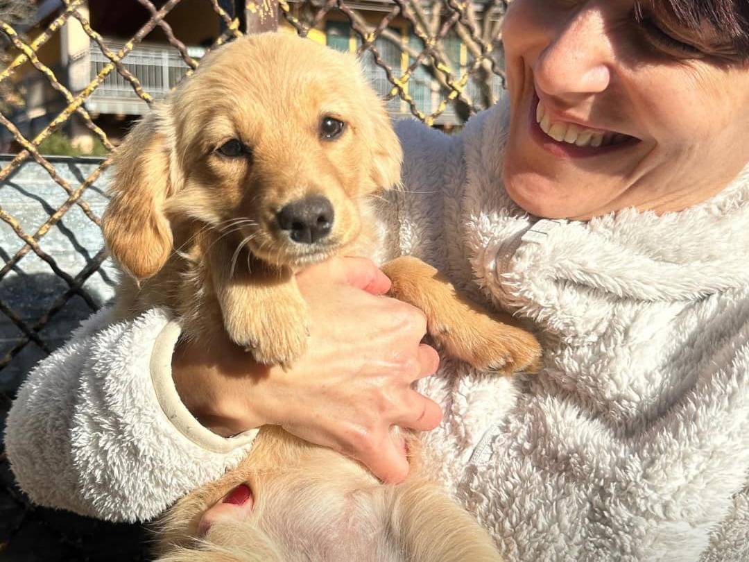 Adotta un cane, femmina, 2 anni e 1 mese, Milano
