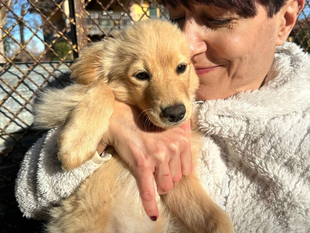 Adozione cane, maschio, meticcio, 2 anni e 1 mese, taglia media contenuta, Milano