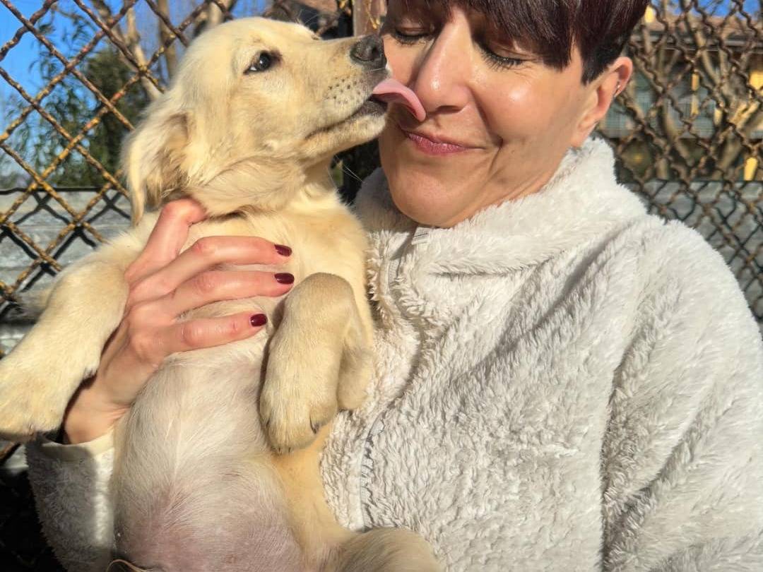 Adotta un cane, maschio, 2 anni e 1 mese, Milano