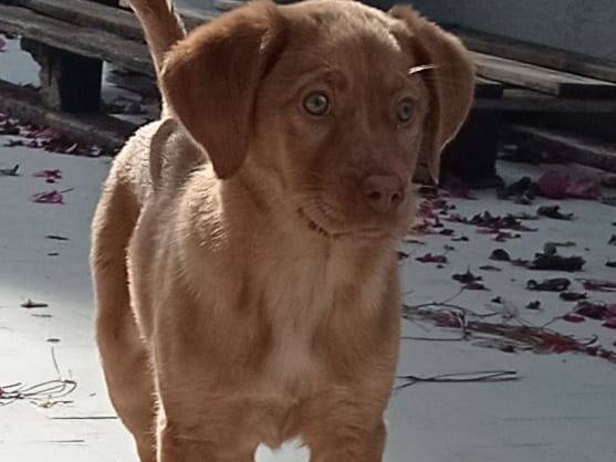 Adotta un cane, femmina, 2 anni e 5 mesi, Cosenza