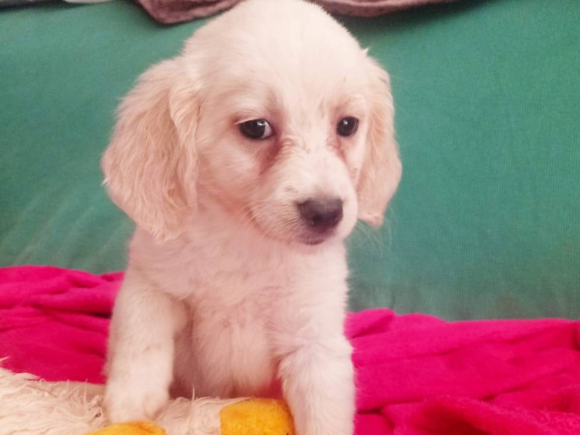 Adozione cane, femmina, meticcio, 2 anni e 4 mesi, taglia media contenuta, Cosenza